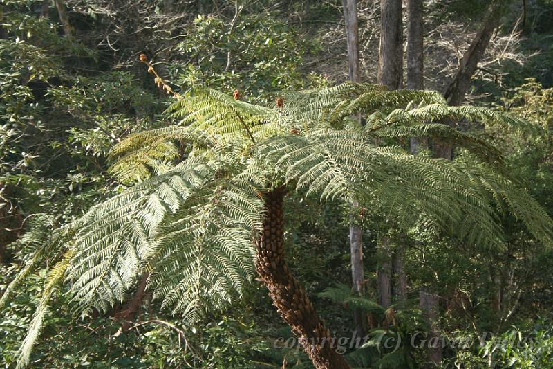 Tree fern gully, Pirianda Gardens IMG_7281.JPG